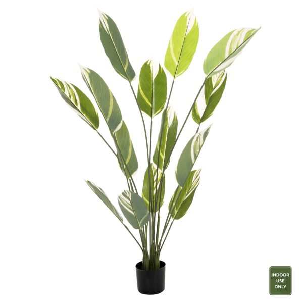 ΔΙΑΚΟΣΜΗΤΙΚΟ ΣΥΝΘΕΤΙΚΟ ΦΥΤΟ HM7997 CALATHEA ΣΕ ΓΛΑΣΤΡΑ 140Υεκ.